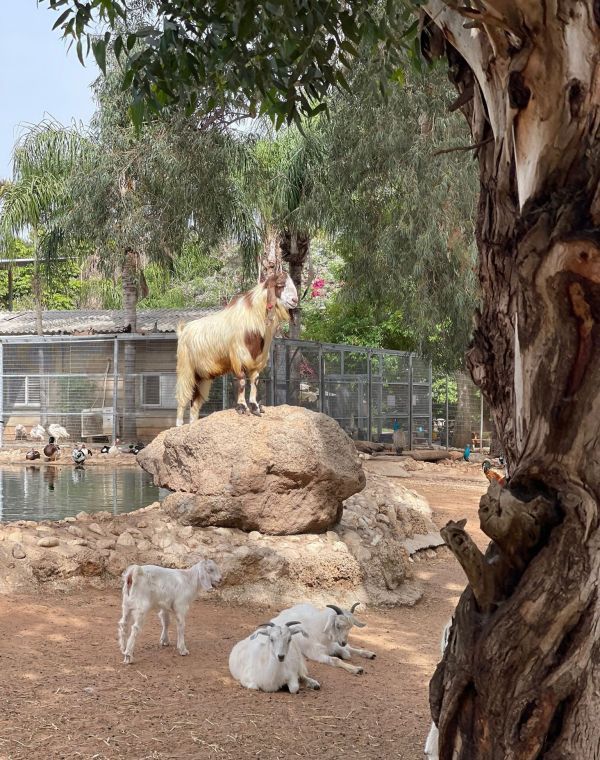 תמונה של לגעת בחיות: מתחם ספארי לכל המשפחה - למטייל בישראל (טיולי)